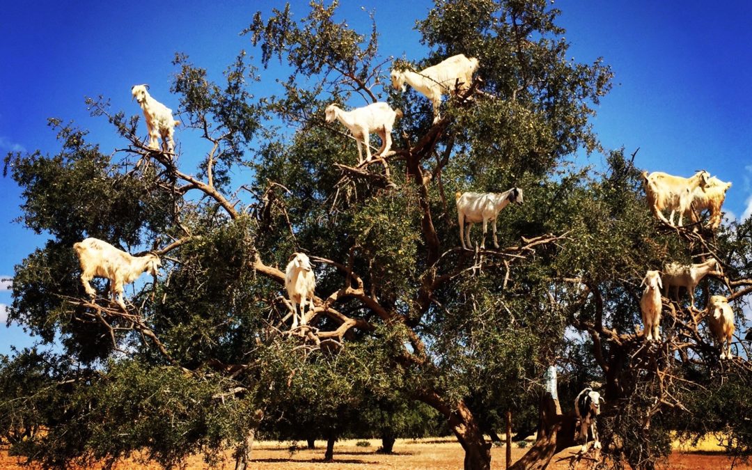 Cabras trepadoras