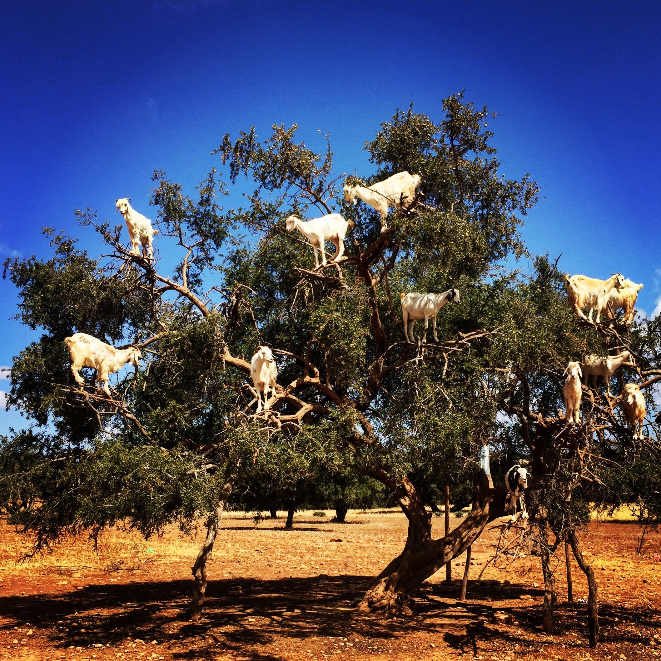 Cabras trepadoras Cabras trepadoras