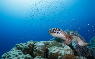 Noticias bajo el mar desde Six Senses Laamu