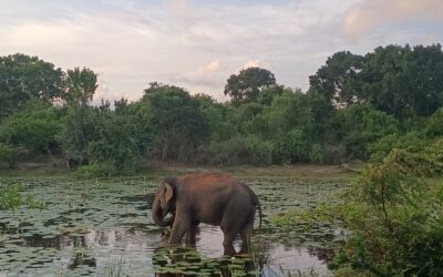 Sri Lanka: más que un destino, una experiencia que transforma