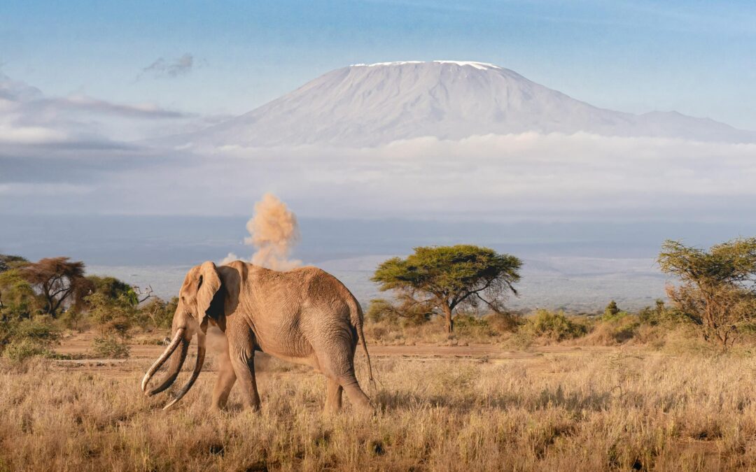 Adéntrate en lo más auténtico de África con World Africa Experiences