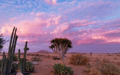 Descubre Namibia en su máximo esplendor