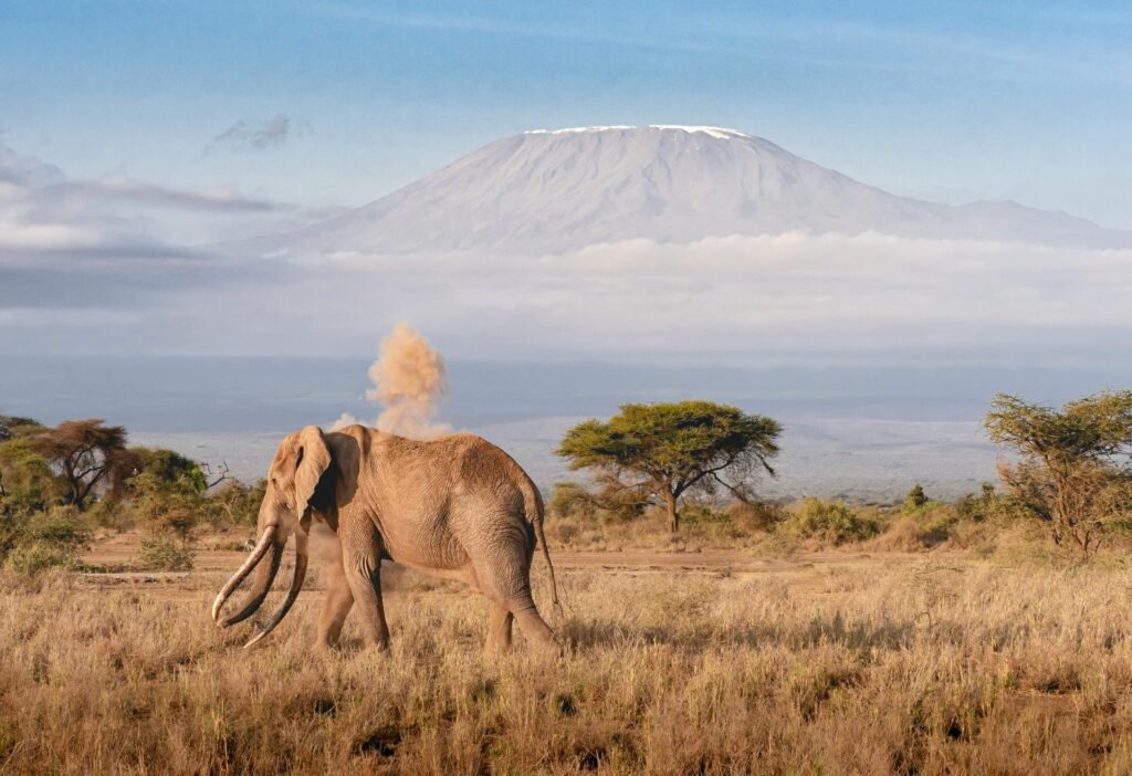 World Africa Experiences